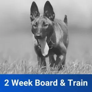 2 Week Board and Train