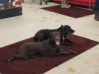 distraction proof dogs