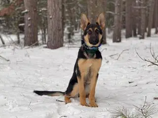 dog obedience training