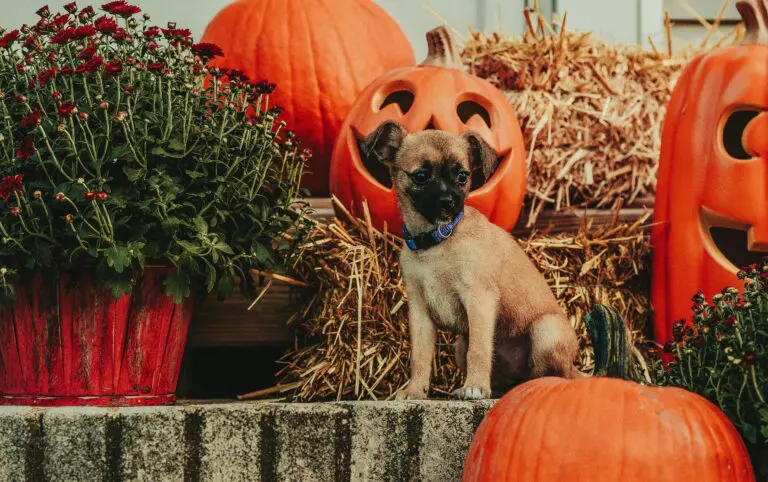 Spooky Halloween with Dogs: Fun Costumes, Candy, and Chaos