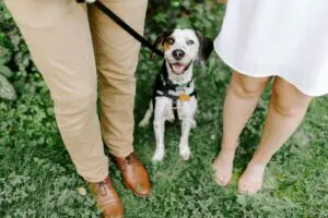 The Complete New Year’s Guide to Successful Training for Your Dog in 2026