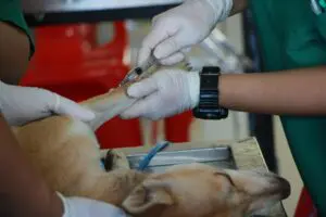 Why Vaccinations Are Essential for Your Dog’s Health