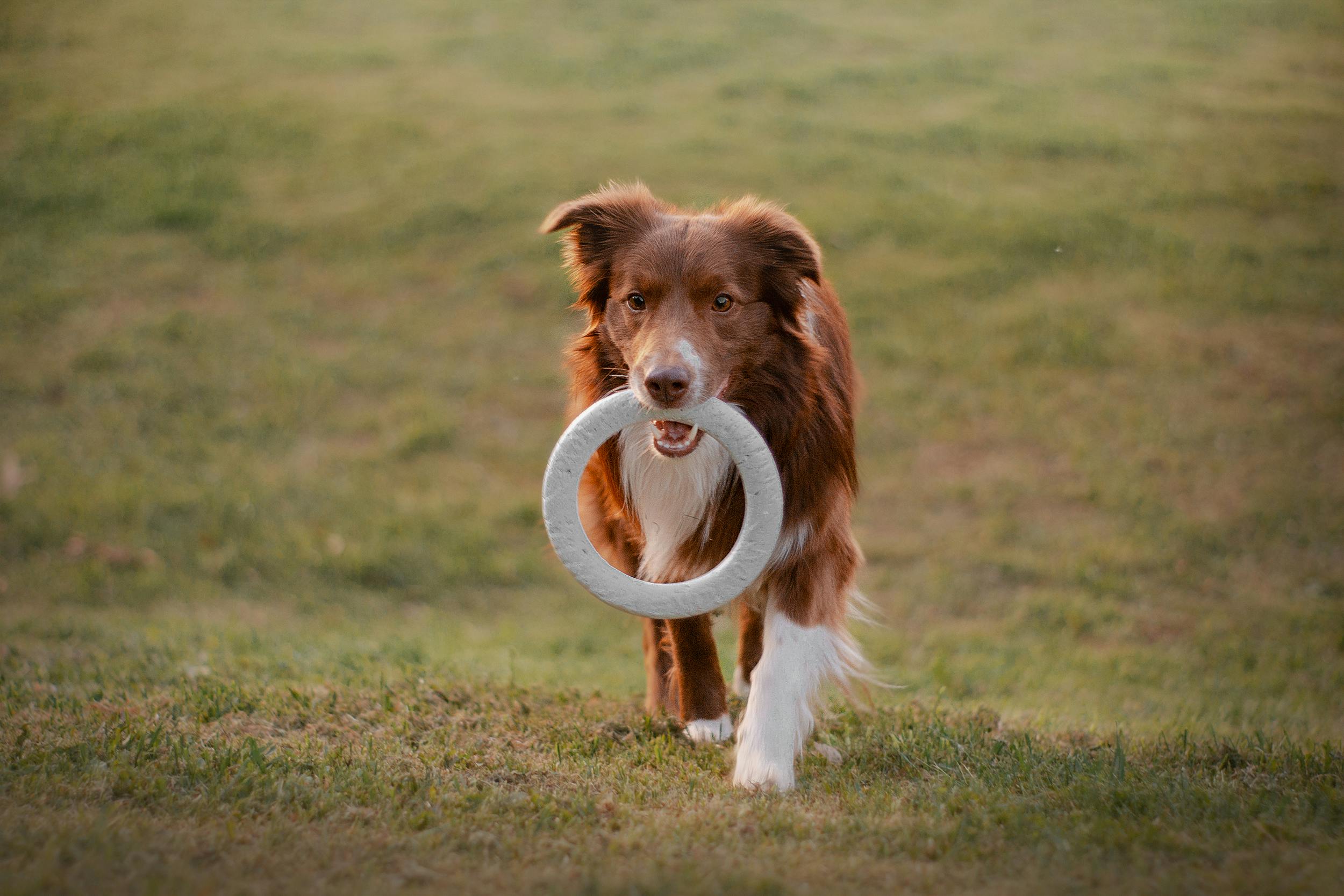 Obedience Training: A Powerful Lifelong Journey