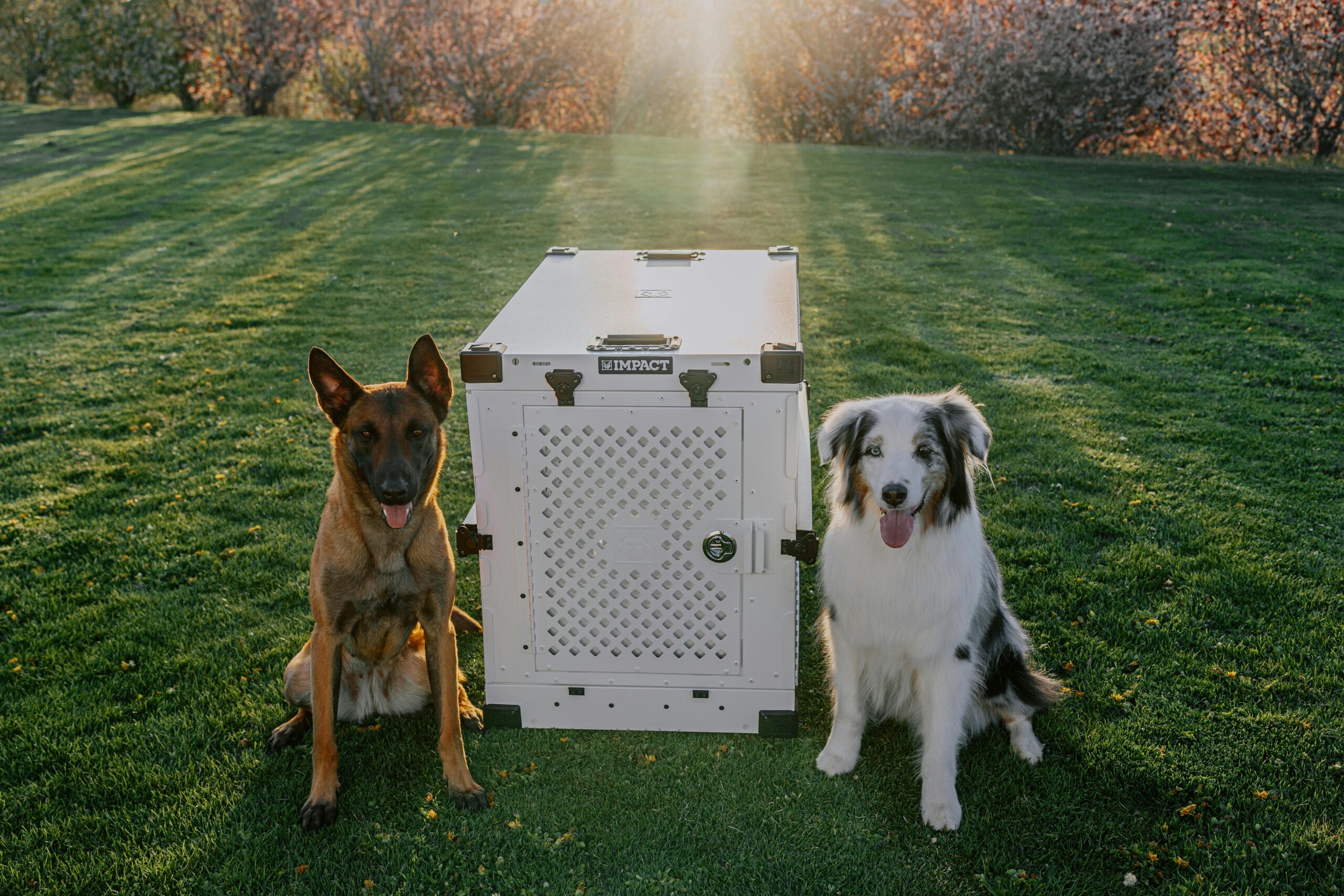 Crate Training 101: The Simple Positive Approach