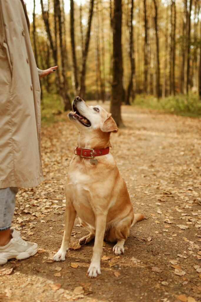 Obedience Training: A Powerful Lifelong Journey 