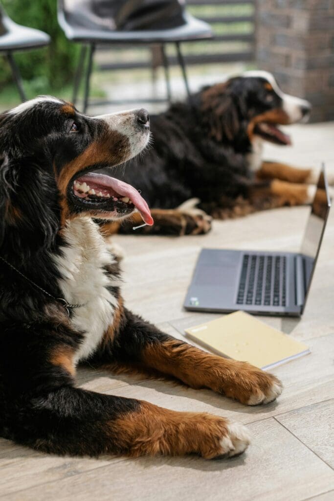 Multi-Dog Success: Expert Training Tips for a Happy Pack 