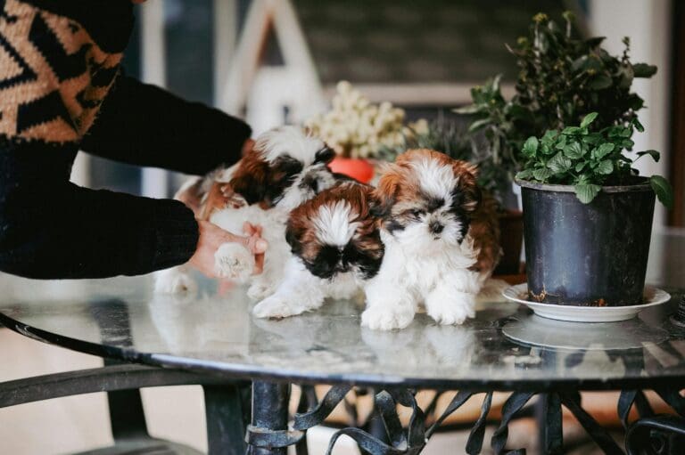 Multi-Dog Success: Expert Training Tips for a Happy Pack