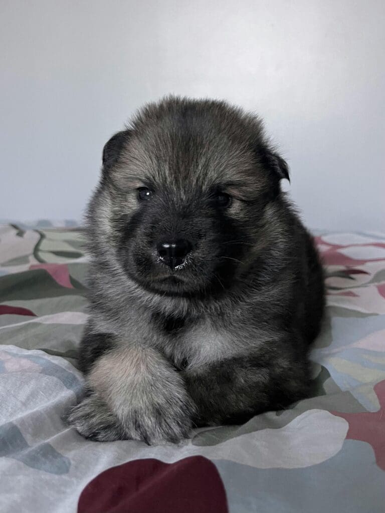 How to Introduce a New Dog and Avoid the Chaos 