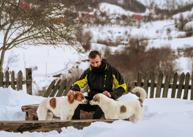 Holiday Season: Amazing Dog Travel Tips Every Owner Needs