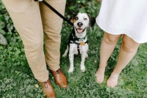 The Complete New Year’s Guide to Successful Training for Your Dog in 2026