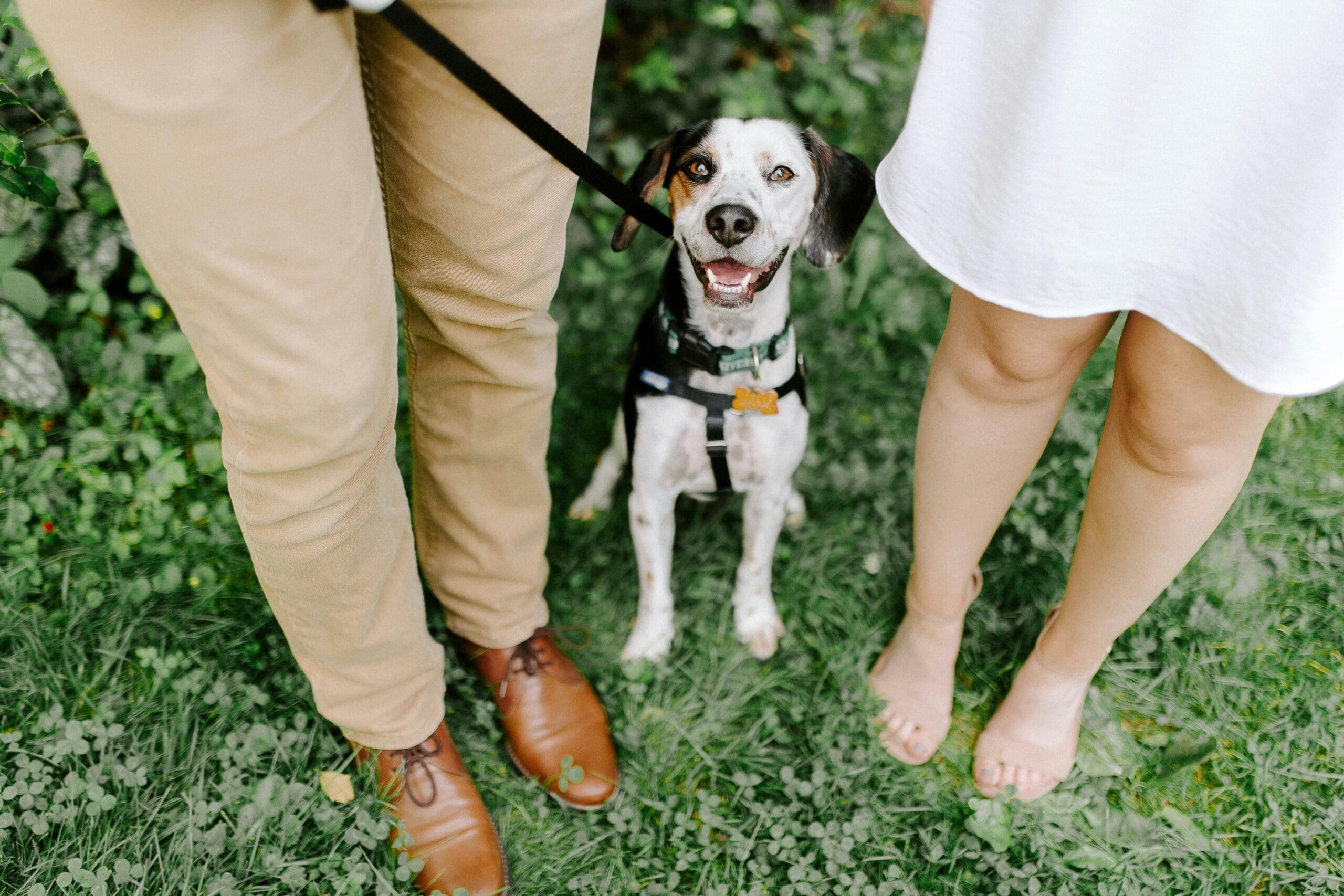 The Complete New Year’s Guide to Successful Training for Your Dog in 2026