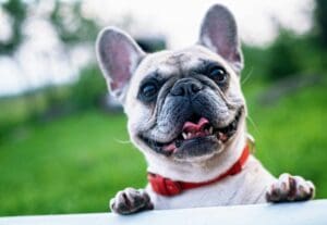 Year in Review: Our Top Unforgettable Dog Training Wins of 2025