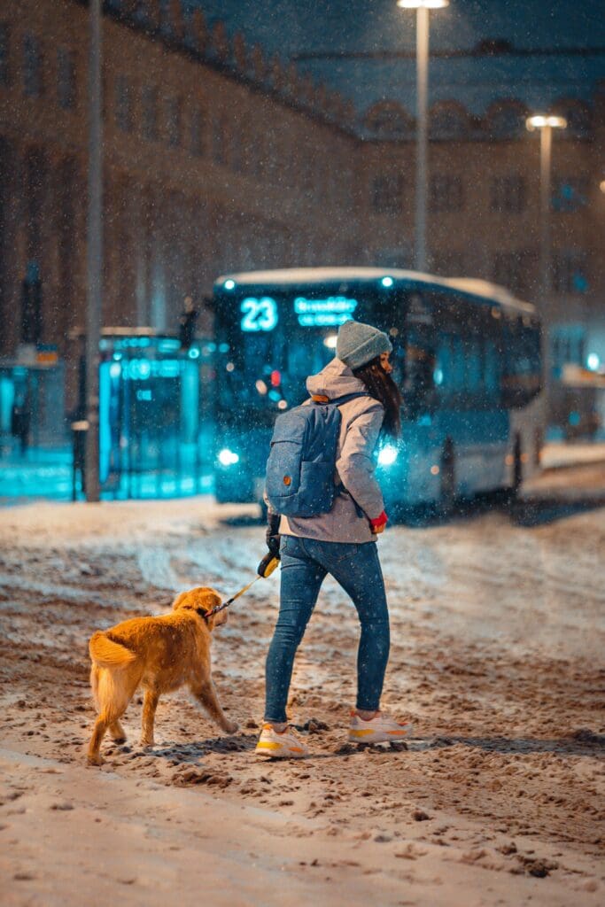 Winter Dog Training: Why Cold Months Are Perfect for Maximum Progress