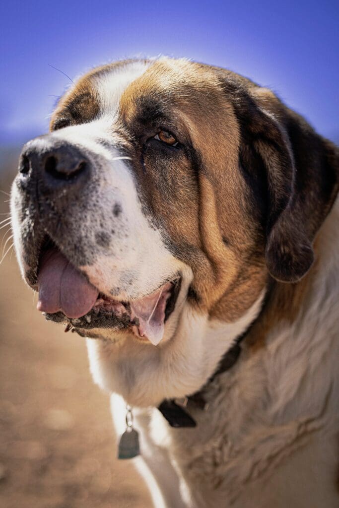 Year in Review: Our Top Unforgettable Dog Training Wins of 2025