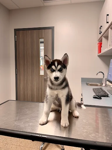 Why Vaccinations Are Essential for Your Dog’s Health